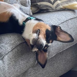 Meet your Posher, Cooper